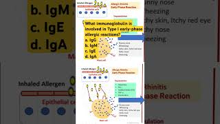 What immunoglobulin is involved in Type I earlyphase allergic reactions [upl. by Dric702]