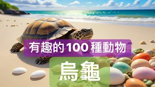 【貓喵說故事】：有趣的100種動物5烏龜｜兒童睡前故事｜親子故事｜童話故事｜心靈雞湯｜有趣的動物 [upl. by Pevzner]