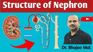 Structure of Nephron  Nephron  Biology 12  by Dr Bhojoo Mal [upl. by Merwin762]