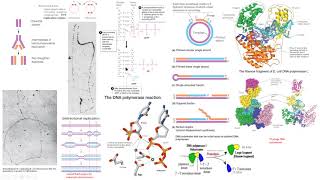 replicación origen bidireccional DNA polimerasa I Klenow primer mecanismo reacción biología molecula [upl. by Eirrac]