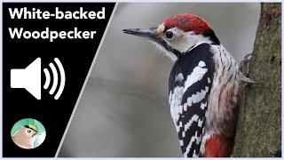 Whitebacked Woodpecker  Sounds [upl. by Cletus]