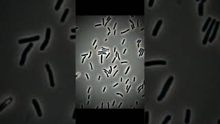 Bacillus coagulans under microscope bacteria probiotics microbiology bacillus [upl. by Naic]