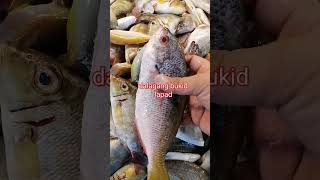 dalagangbukid lapad viralvideo fishing freshseafoods seafood freshfish [upl. by Alikam648]