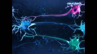 Basics 7 Regulation Nerve Cells [upl. by Enomaj]