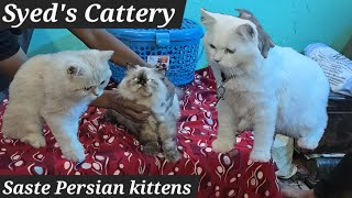 Saste Persian kittens available in Hyderabad at Syeds Cattery Dabeerpura  Himalayan female cat [upl. by Adnuahsal]