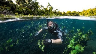 Exploring CLEAR River Hidden Deep In A SWAMP alligators  Jiggin With Jordan [upl. by Marx]