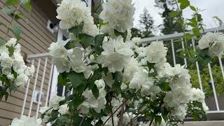 Mock Orange in Bloom Peonies still going strong Hosta is 7 feet wide [upl. by Dagna678]