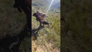 Jonkershoek Cape Town germanshepherd travel traveladventure overnight camping mountains hike [upl. by Noach]