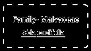 Family malvaceae  Sida cordifolia  General character amp classification with floral diagram [upl. by Nilyarg]