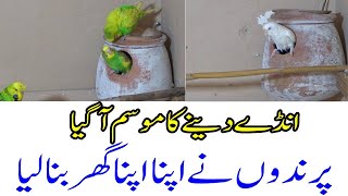 Bird Breeding Season a gia  Birds ne apna apna ghar bana lya [upl. by Luz]