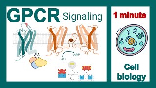 GPCR signaling explained in 1 minute  GPCR signaling pathway  cell bio in 1 minute [upl. by Nnyllatsyrc904]