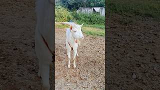 Saanen male 9849968006 Top quality masab tank kaleem Bhai saanengoat goat goatfarm [upl. by Llewsor]