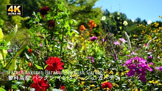 The dahlias in the Barakura English Garden are now in full bloom [upl. by Hguh]