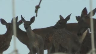 A spike in deerrelated car accidents is a cause for concern [upl. by Blondie]