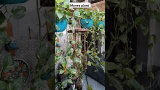 Money plant care viralvideo moneyplantcare plants moneyplantpropagation gardening shortvideos [upl. by Ynnad]