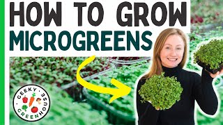 How To Grow Microgreens For Beginners [upl. by Rafat]