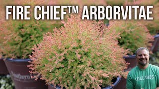 Fire Chief™ Arborvitae  Thuja Occidentalis Fire Chief™ [upl. by Lleynad]