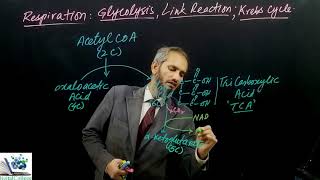 cellular RespiratinLink ReactionOxidation of PyruvateKrebs cycleETCA Level [upl. by Farrow659]