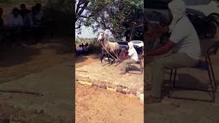 Kaise sikhate hain dance Dekho horsedance viralshort horsefan horseriding newsong  viralsong [upl. by Charlotta877]