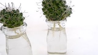 How to Propagate Fishhook Cactus from Cuttings in Water Using Small Glass Bottles [upl. by Thessa]