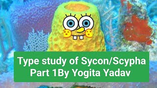 Type study of SyconScypha Part 1 By Yogita Yadav notes with easy explanation [upl. by Gaylord]