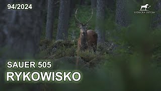 RYKOWISKO W SUDETACH 6  Opinia o Sauer 505  SUDECKA OSTOJA 942024 STAG CALLING HUNTING DEER [upl. by Ateiluj205]