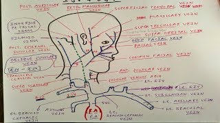 External and Internal Jugular Vein Only One Page  TCML [upl. by Millburn734]