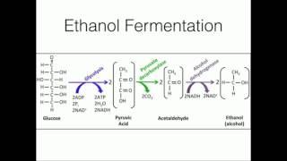 Ethanol Fermentation Regeneration of NAD [upl. by Iroj]