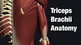 Anatomy and function of triceps brachii English [upl. by Goddart]