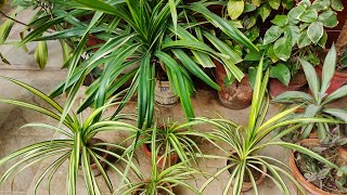 Pandanus Plant  Kewda Plant Propagation amp Caring Tips  HindiUrdu [upl. by Irrek808]