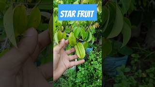 Carambola known as star fruit and five corner fruit starfruits reels trending farming [upl. by Raina]