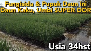 penyiraman dan penyemprotan pupuk daun pembesar umbi bawang merah usia 34hst [upl. by Ebner539]