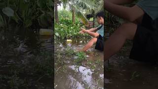 Fish trap with snail bait fishing fishtrap fish fishtrappingskills [upl. by Yelrebma123]