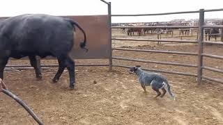 Australian cattle dog loading cattle on truck  Blue heeler  cattle dog working dog [upl. by Ekard107]