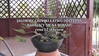 OGRODOWE BONSAI  Formowanie chińskiego jałowca [upl. by Nyrek]