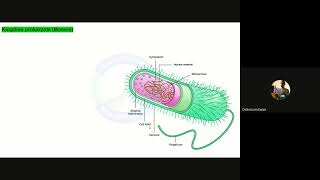 Bio IGCSE OL Unit 1 part 3 Procaryotes protoctist anf fungi [upl. by Cl]