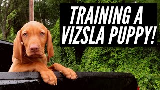 GOT A PUPPY  Training A Vizsla For The Outdoors [upl. by Nylram239]