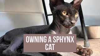 WHAT ITS LIKE TO OWN A SPHYNX CAT [upl. by Nedla911]