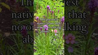 Liatris blazing star…are you growing it yet flowers flowergarden nativeplants [upl. by Harday514]