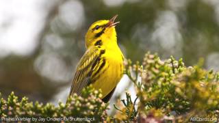 Prairie Warbler Song [upl. by Teews]