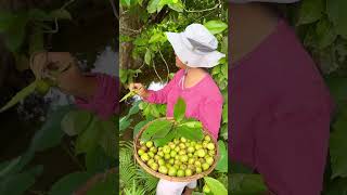 Dillenia philippinensis katmon Its fruit is known as elephant apple [upl. by Xenia498]