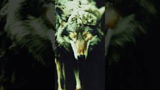 WOLF IN SHEEPS CLOTHING REBORN 🐺 OUT NOVEMBER 01 [upl. by Manfred]