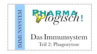 Das Immunsystem  die Phagozytose [upl. by Ruddie300]