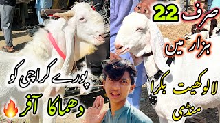 Lalukhet Bakra Mandi Latest Update  10 November 2024  Bakra Mandi Karachi [upl. by Sykes664]