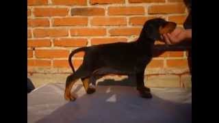 Doberman  Cachorros doberman con registro  Tel Méx 015584885050 [upl. by Wang]