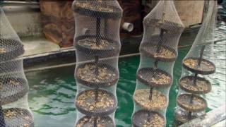 Oyster Farming at Tio Point [upl. by Amehsat]