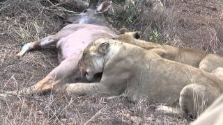 JawDropping Wildlife Encounter Lioness Ambushes Unaware Wildebeest Gnu Graphic Content [upl. by Rattray]