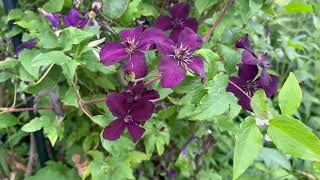 Clematis in my garden in early July 2023 [upl. by Drofiar]