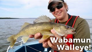 Walleye Fishing on Wabamun Lake Alberta [upl. by Beale487]