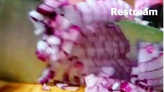 ASMR Onion Cutting shorts satisfyingvideo asmr onioncutting youtubeshorts shortfeed reel [upl. by Alphonso]